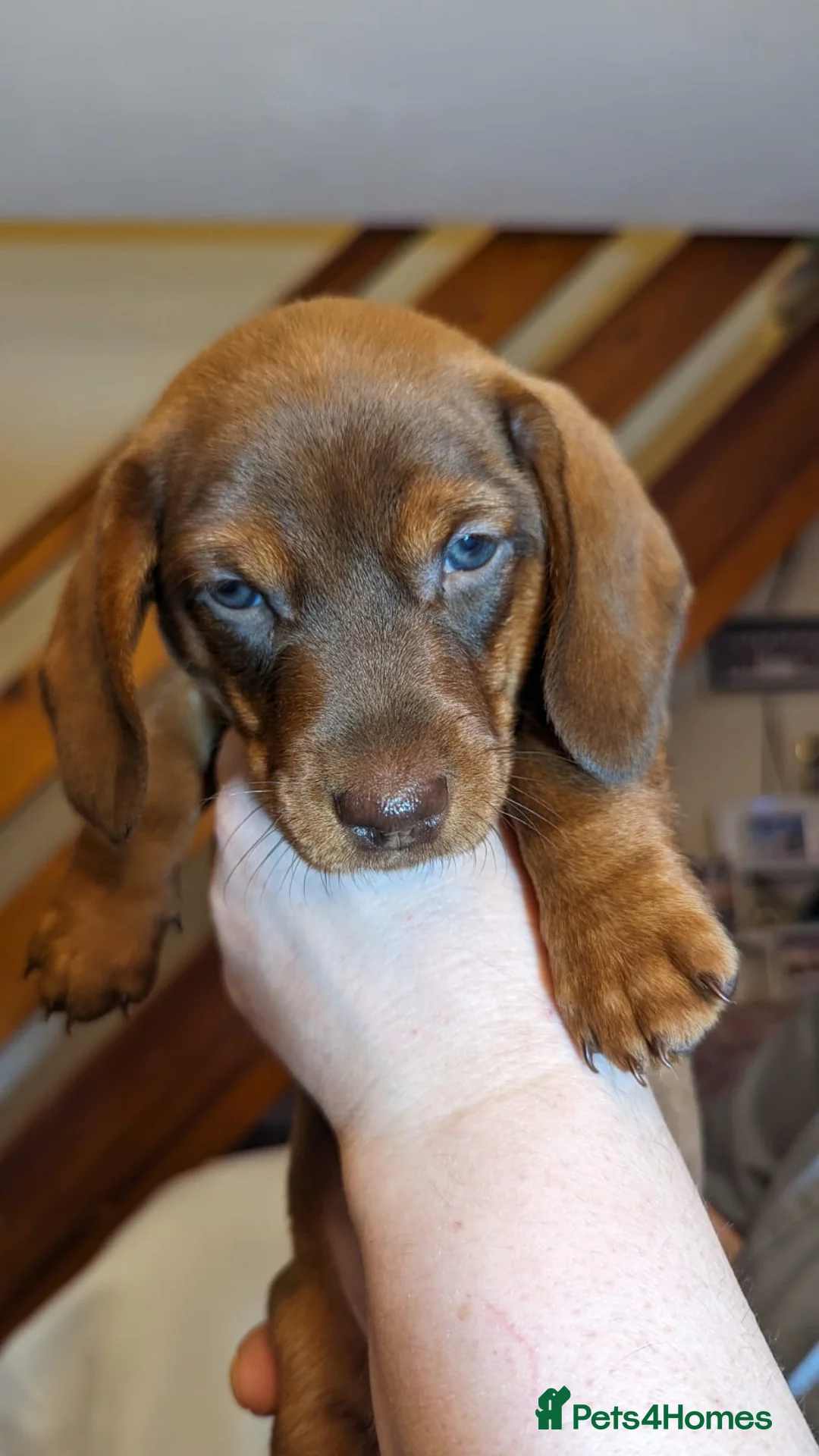 Dachshund dogs for stud: *STUD* mini in Romford - Advert 20