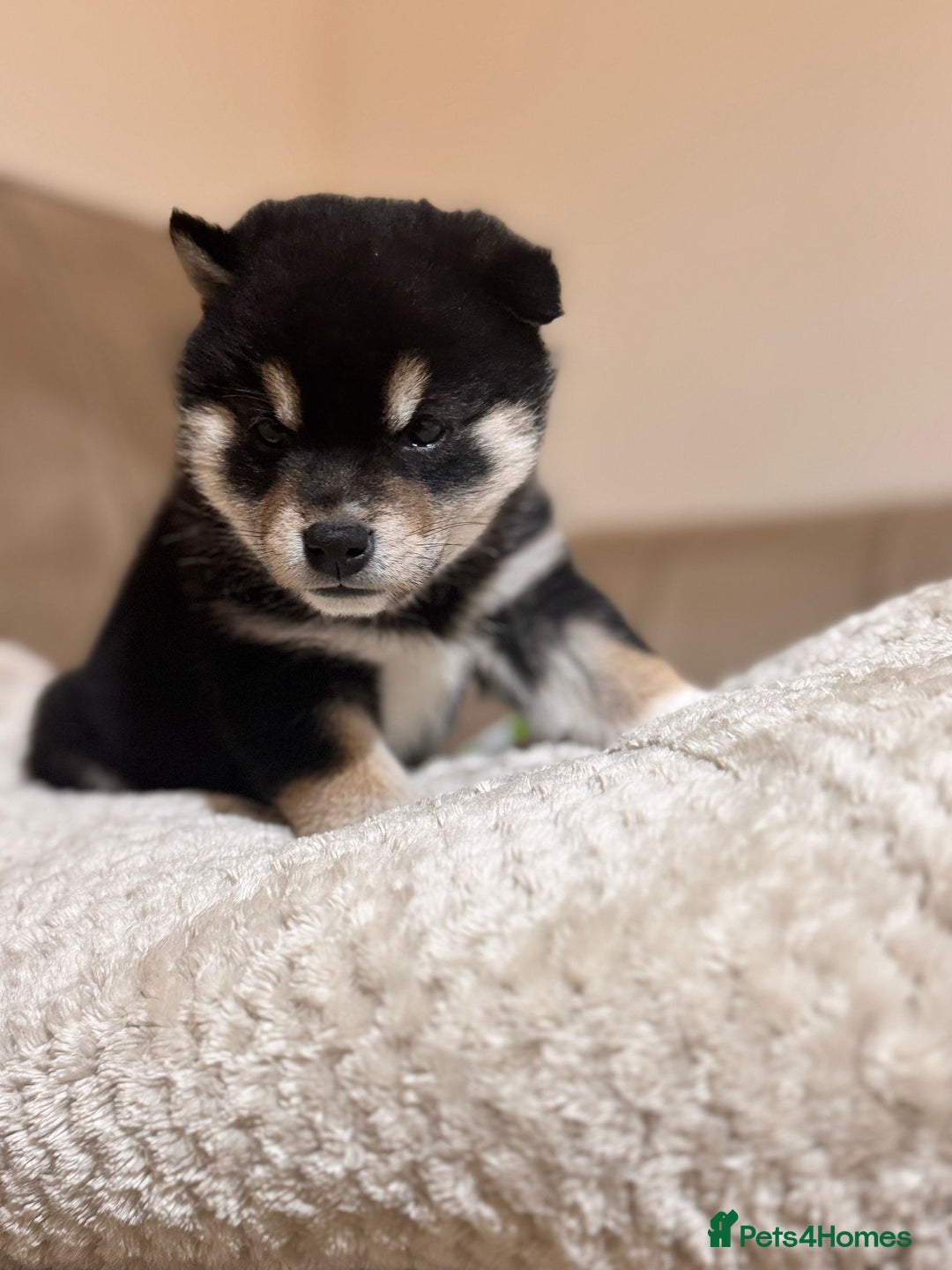 Japanese Shiba Inu dogs for sale: Health tested Japanese Shiba Inu  - Advert 8