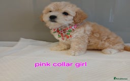 Maltipoo dogs for sale: Stunning maltipoo pups  - Image 4
