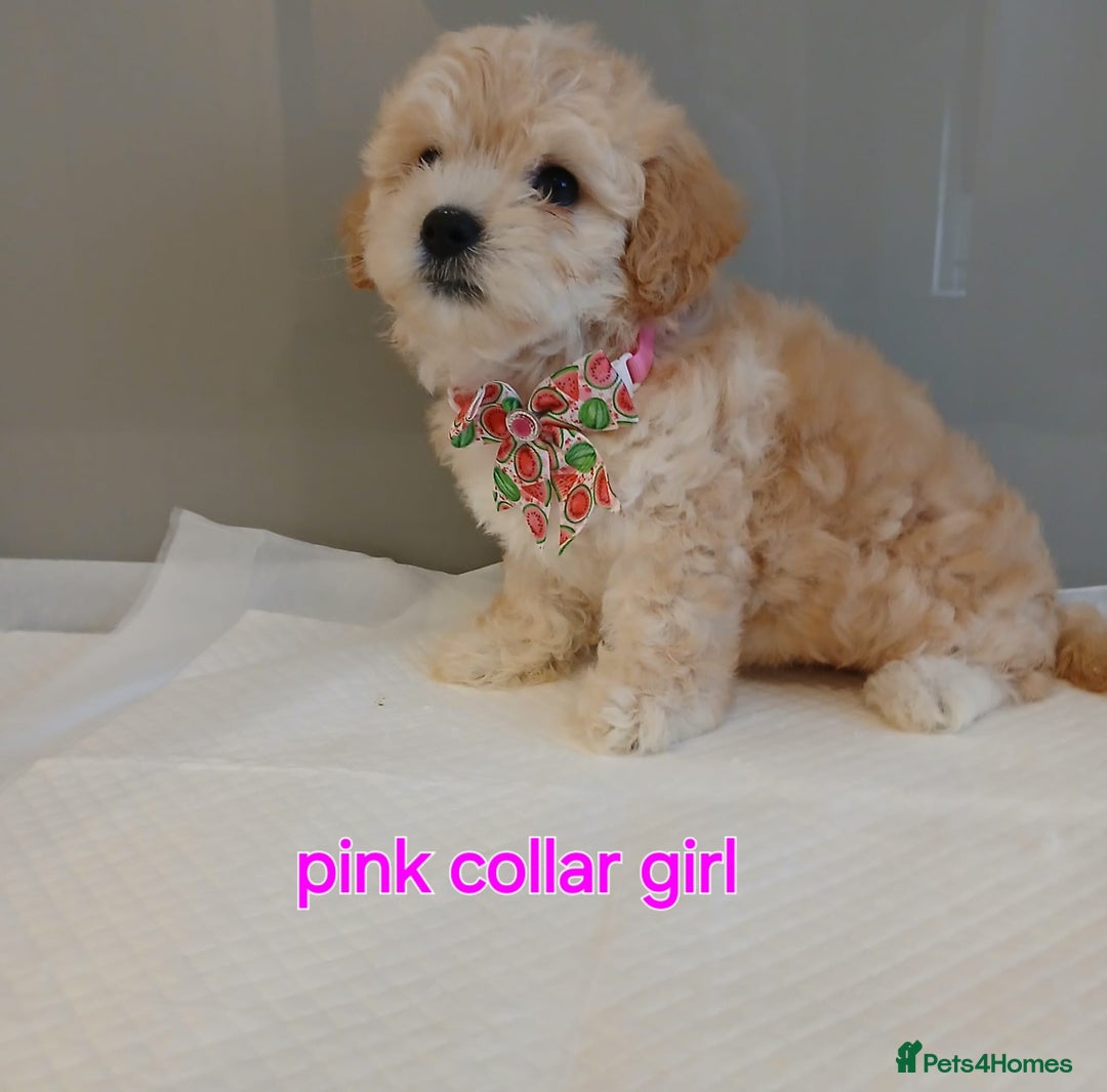 Maltipoo dogs for sale: Stunning maltipoo pups  - Image 4