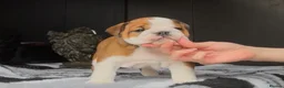 English Bulldog dogs for sale: MULTI CH sired english bulldog puppies in Watford - Advert 5