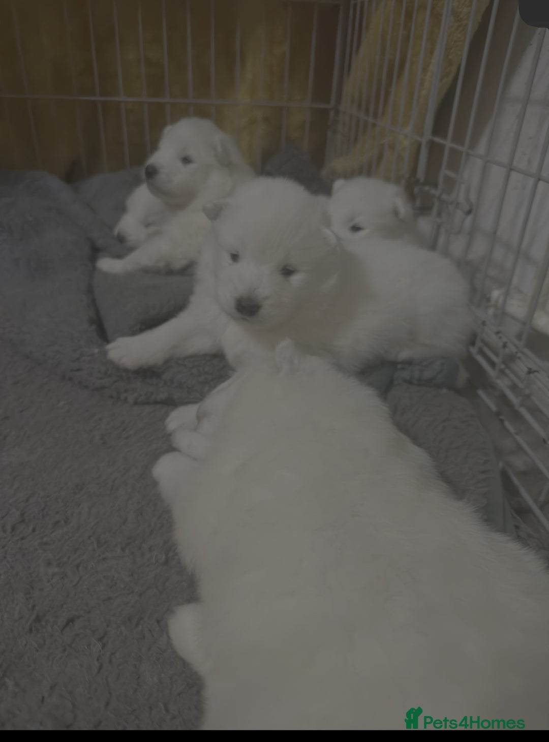 Samoyed dogs for sale: Adorable 6 Samoyed Puppies Waiting Forever Homes - Advert 35