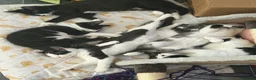 Mixed Breed cats for sale: Cats for rehome. Read add before replying.  in Aberdeen - Advert 7
