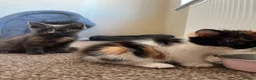 Mixed Breed cats for sale: 2 KITTENS AVAILABLE  - Advert 6