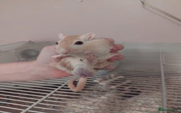 Gerbil rodents for sale: 3males gerbils and set up  - Advert 2