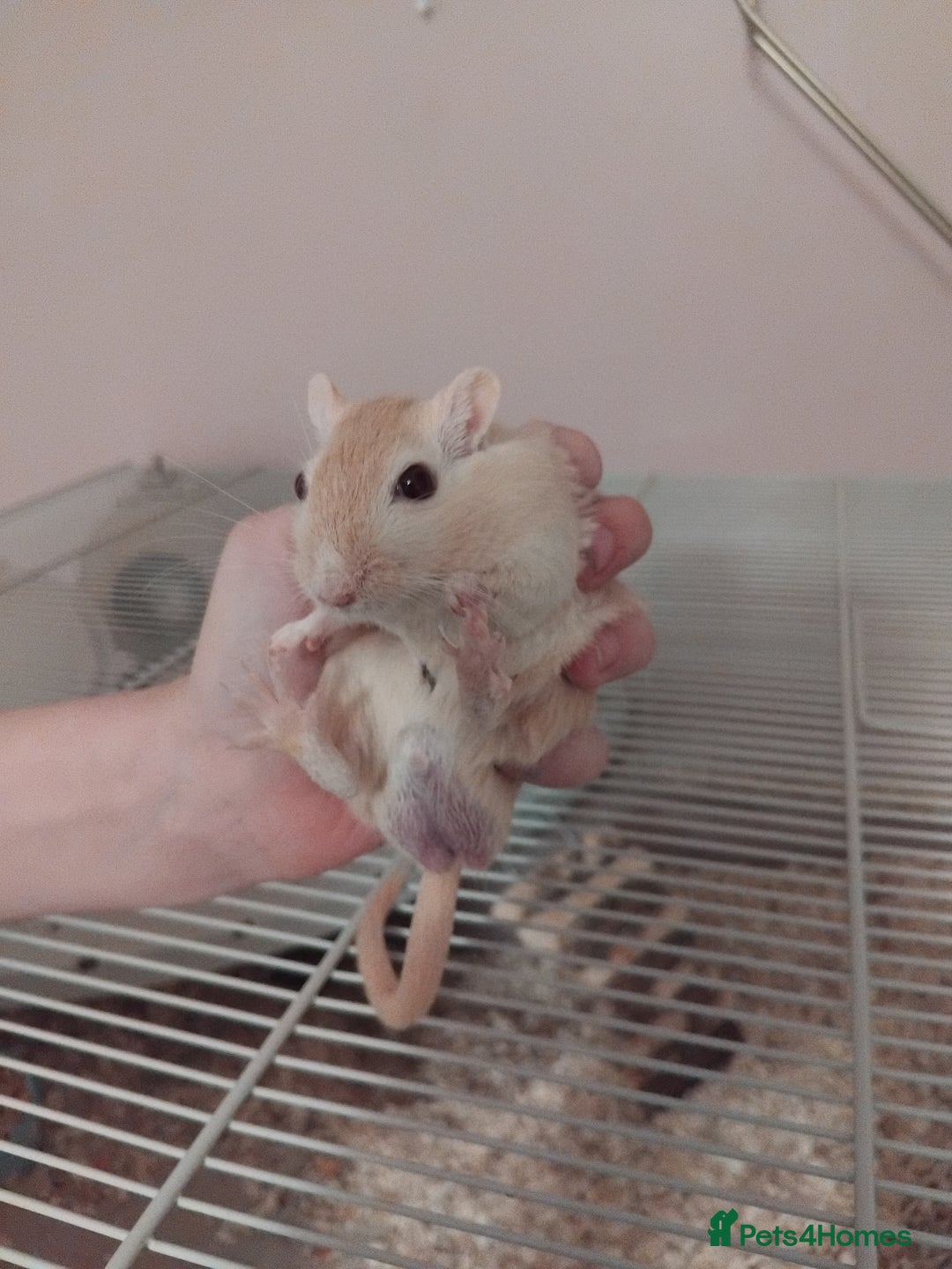 Gerbil rodents for sale: 3males gerbils and set up  - Advert 2