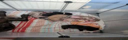 Mixed Breed dogs for sale: Mixed mastiff breed puppies in Hull - Advert 3