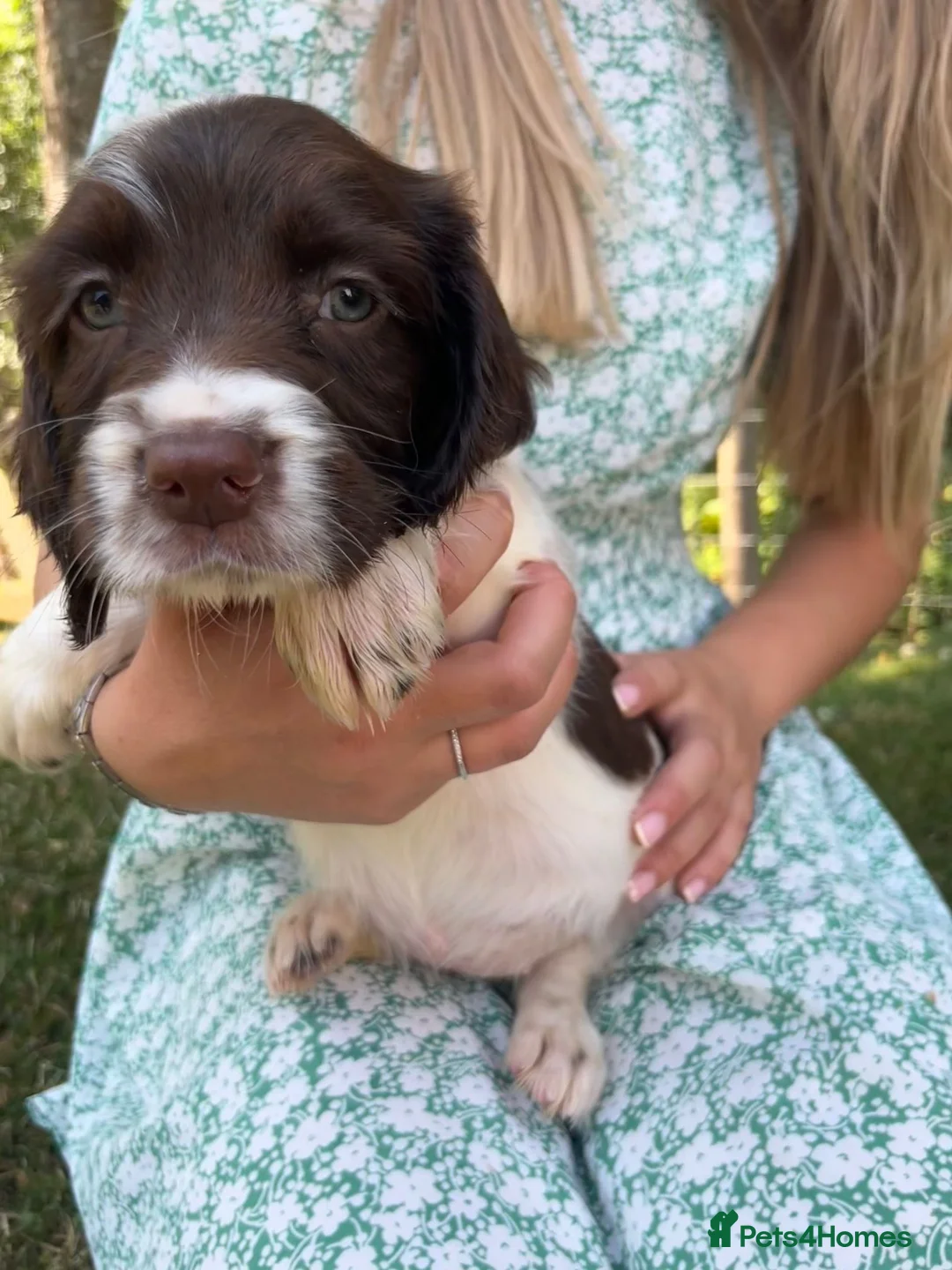 English Springer Spaniel dogs for sale: English Springer Spaniels in Montgomery - Advert 9