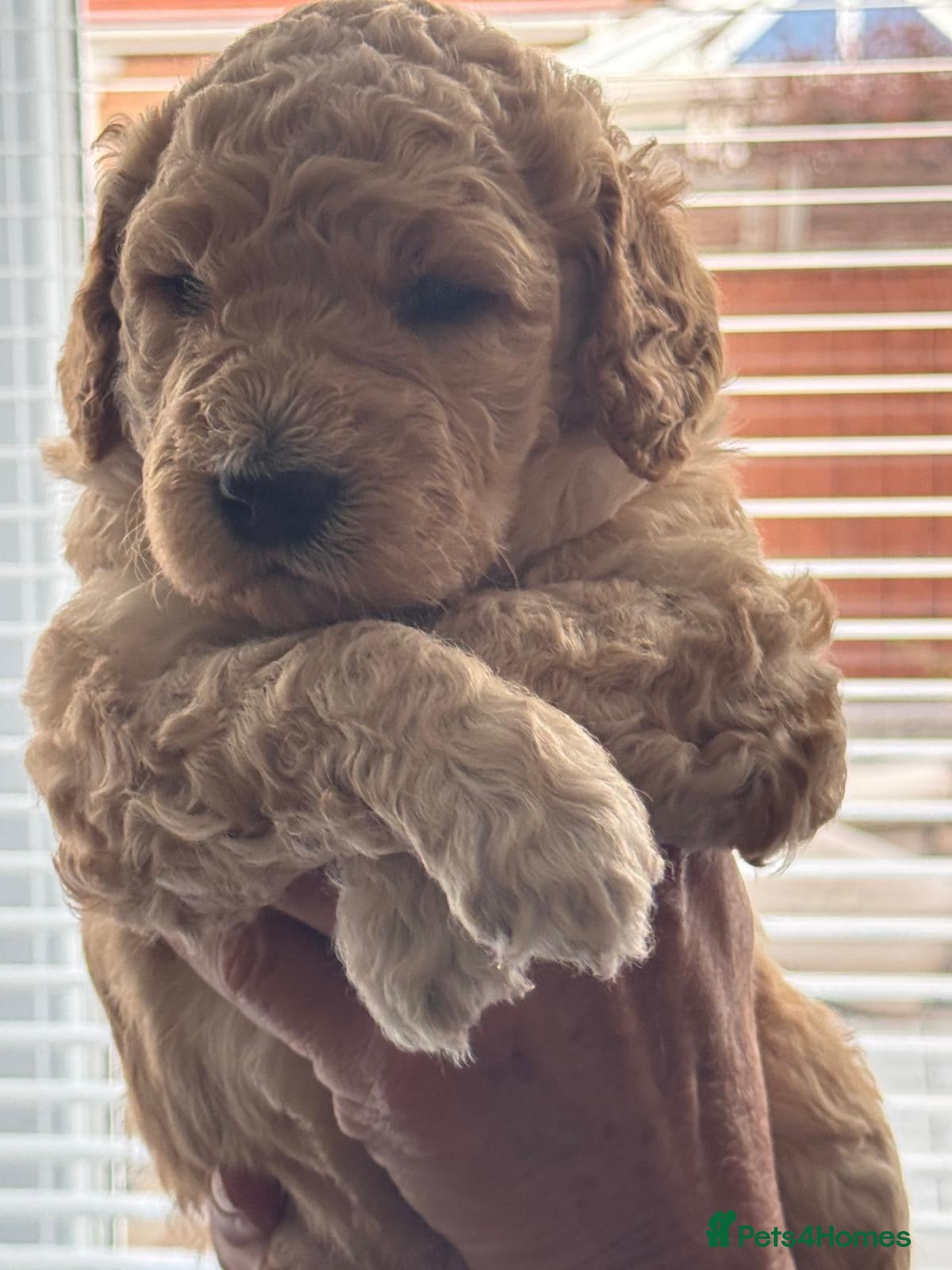 Bernedoodle dogs Gorgeous F1B Bernadoodle Puppies  - Advert 1
