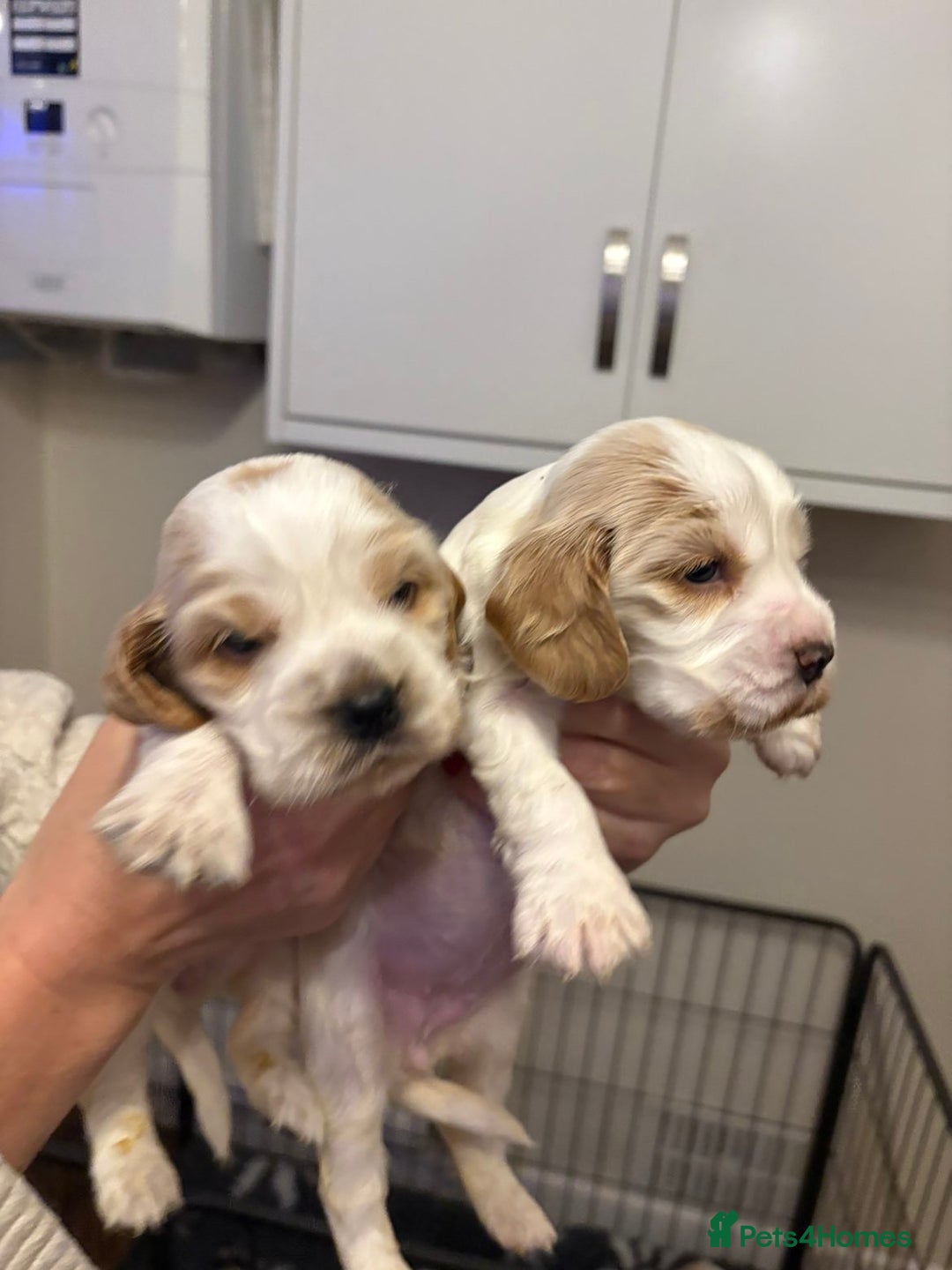 Cocker Spaniel dogs for sale: Show Cocker Spaniel Puppies  - Advert 8