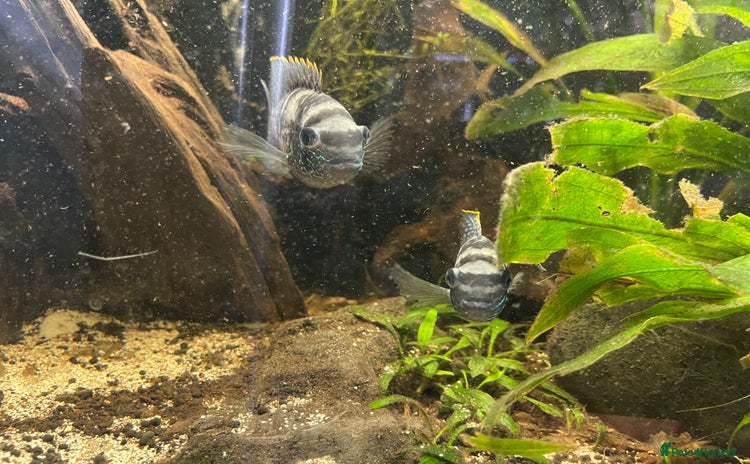 Cichlids fish - Advert 1