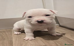 American Bull Staffy dogs for sale: Stunning litter of American bull x staffy puppys  - Advert 5