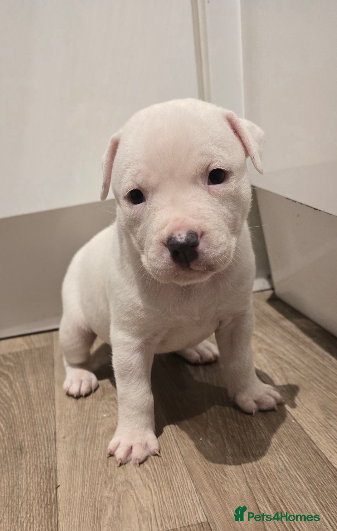 American Bull Staffy dogs for sale: Stunning litter of American bull x staffy puppys  - Advert 5