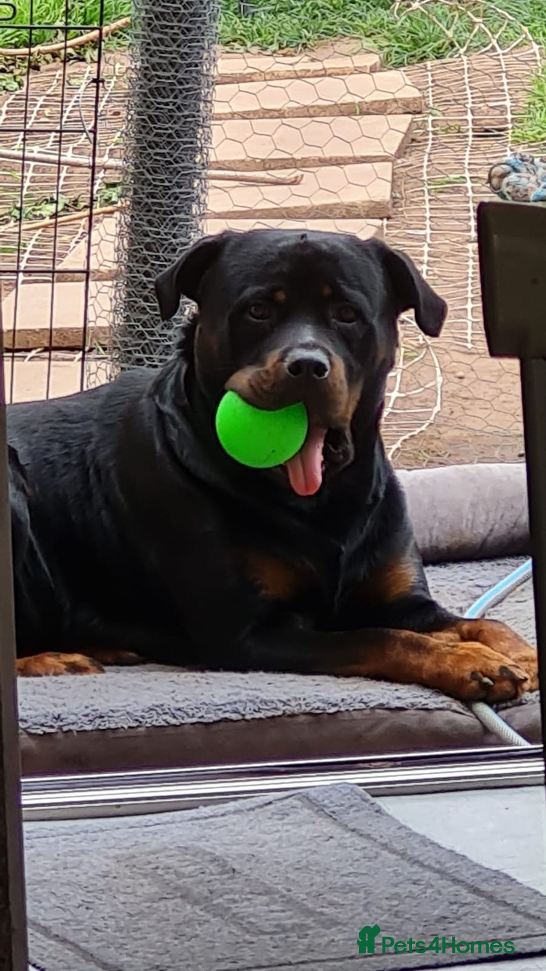 Mixed Breed dogs for sale: Staffy X Rottweiler puppies for sale - Image 21
