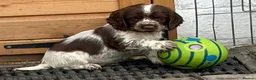 Sprocker dogs for sale: Sprocker pups  - Advert 29