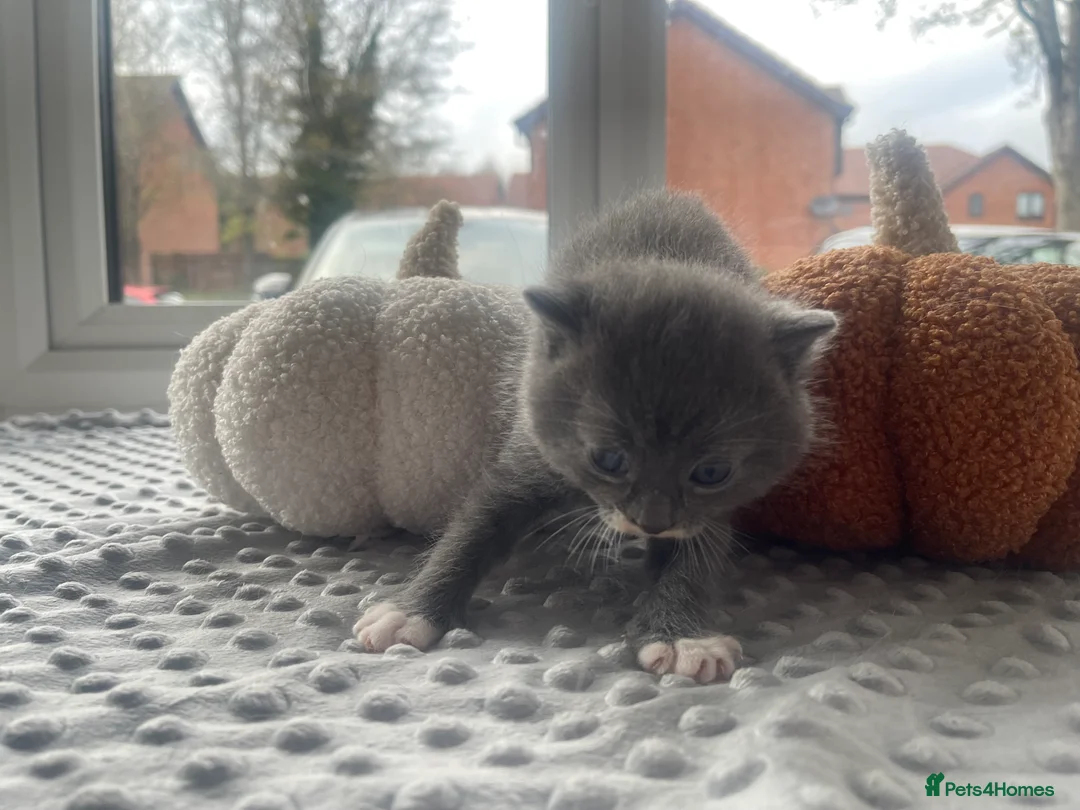 Mixed Breed cats for sale: All reserved  - Advert 8