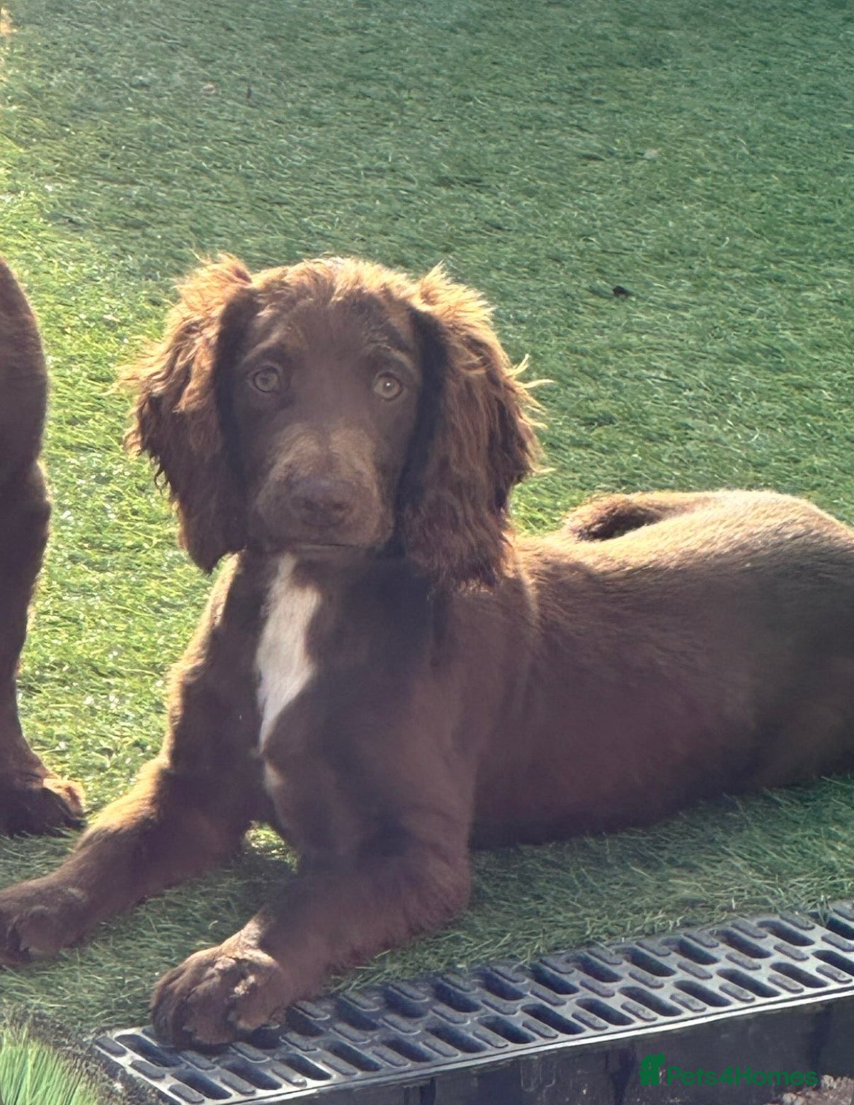 Cocker Spaniel dogs for sale: READY TO LEAVE 1 MALE LEFT   - Advert 9