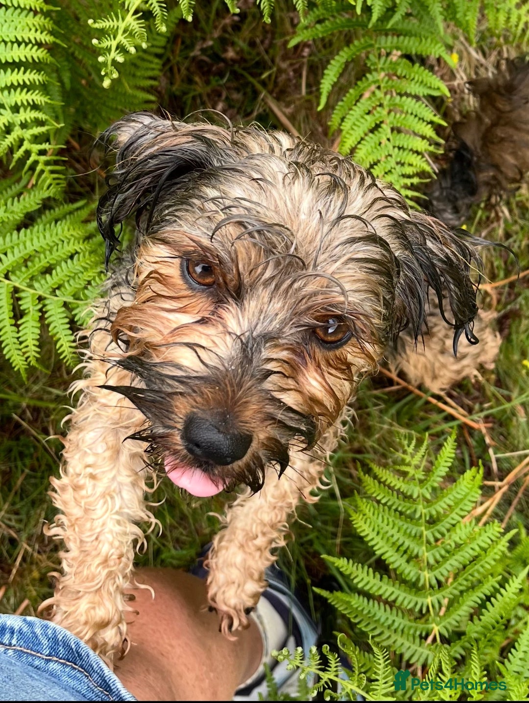 Mixed Breed dogs for sale: Corkiepoo puppies for sale 🐶 - Advert 21