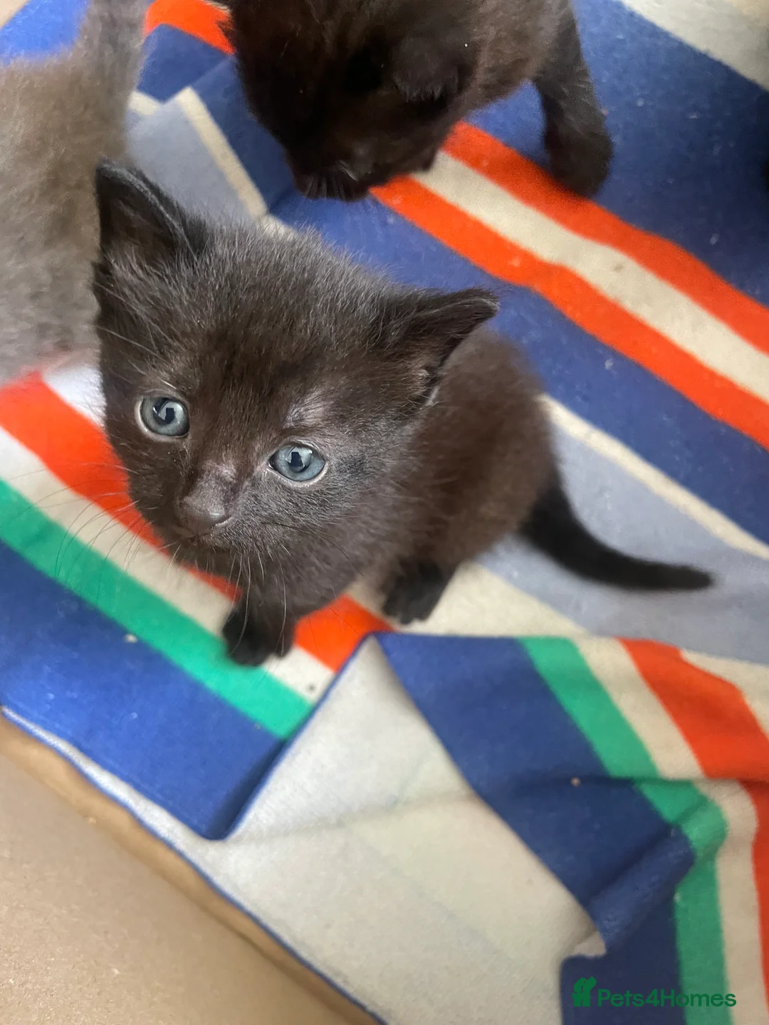 Mixed Breed cats for sale: 1 male and 1 female can be sold separately  in Market Rasen - Advert 2