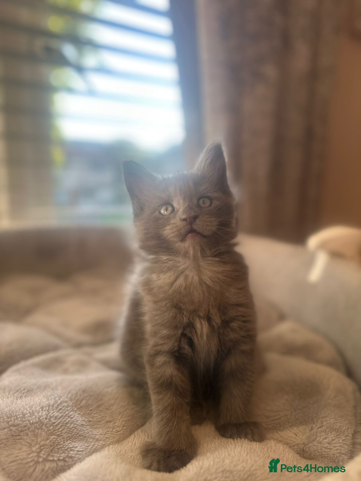 Maine Coon cats for sale: Stunning Maine Coon Litter Of Kittens  in Billericay - Advert 3