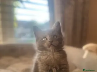 Maine Coon cats Stunning Maine Coon Litter Of Kittens - Advert 1