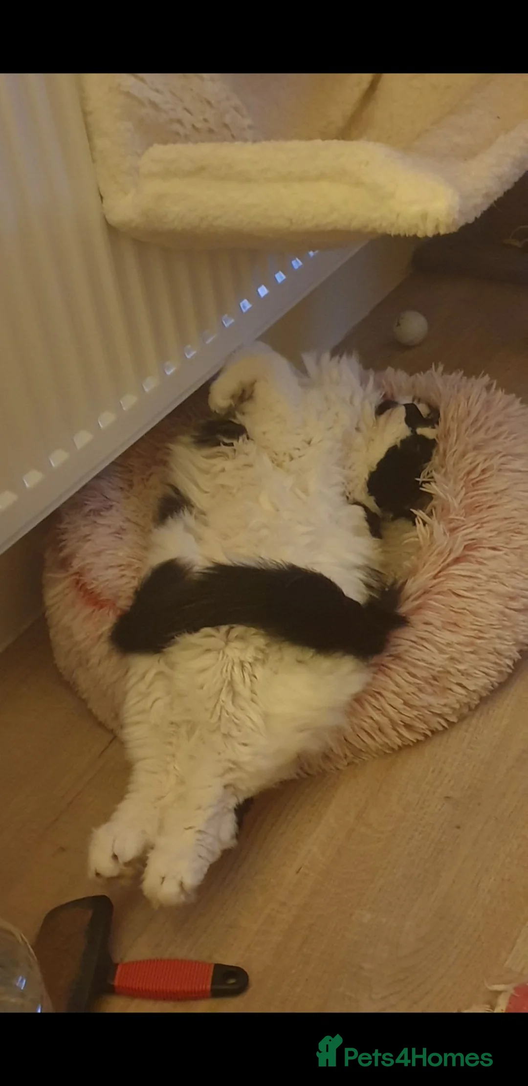 British Longhair cats for sale: Puffin needs a home - Advert 4