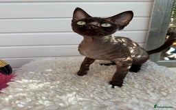 Devon Rex cats for sale: Chocolate Devon Female - Image 9