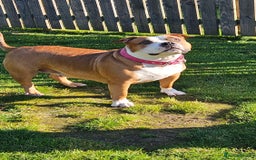 American Bully dogs for sale: 19 month old female pocket bully - Image 1