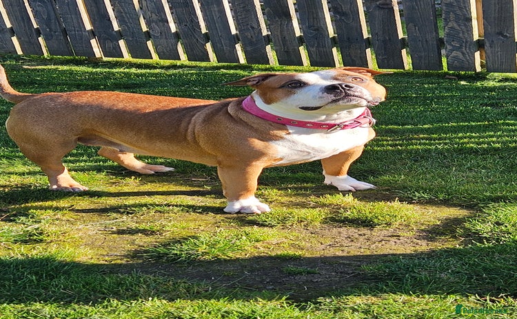 American Bully dogs - Advert 1
