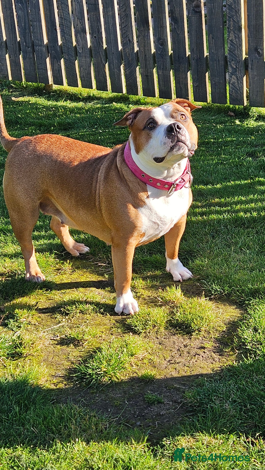 American Bully dogs for sale: 19 month old female pocket bully - Image 1