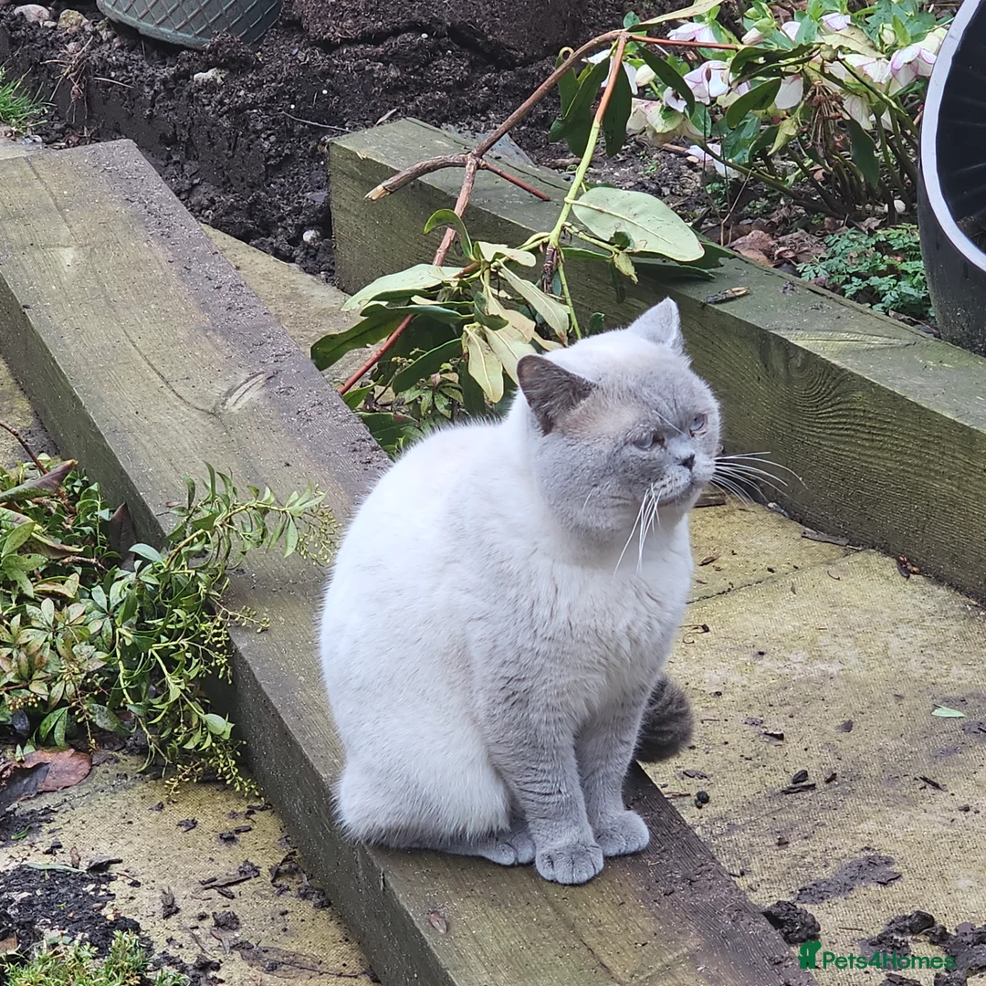 British Shorthair cats for sale: Gccf Active male - Advert 2