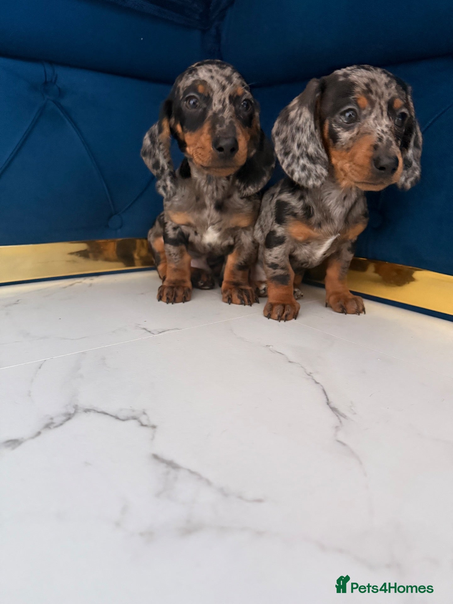 Dachshund dogs Beautiful dachshund puppies ready to go  - Advert 5