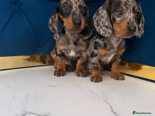 Dachshund dogs Beautiful dachshund puppies ready to go - Advert 5