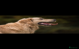 Golden Retriever dogs for sale: Stunning golden retriever puppies   - Image 4