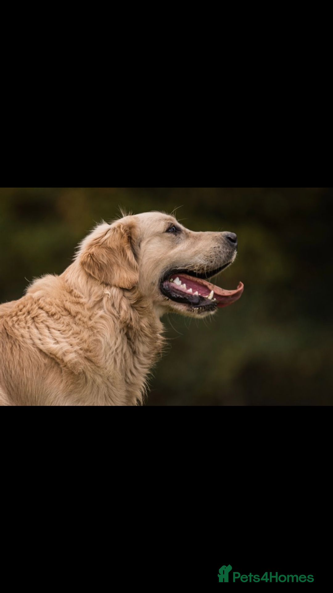 Golden Retriever dogs for sale: Stunning golden retriever puppies   - Image 4