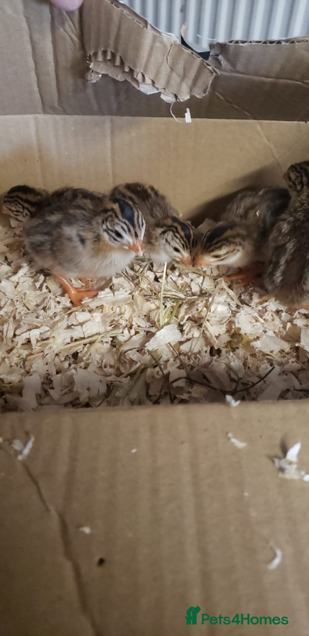 Chickens poultry for sale: 6 Pearl Guinea Fowl Chicks/Adult French Meat - Image 3