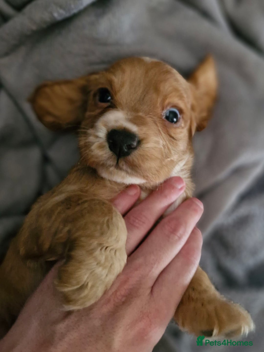 Cocker Spaniel dogs for sale: Cocker spaniel  - Advert 4