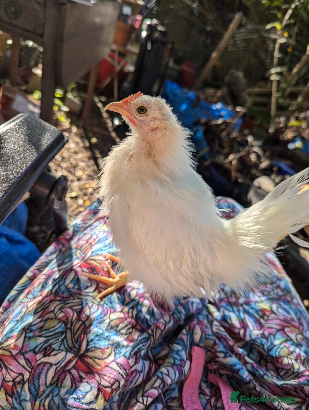 Chickens poultry for sale: 3 Small Chickens Serama hens - Image 8