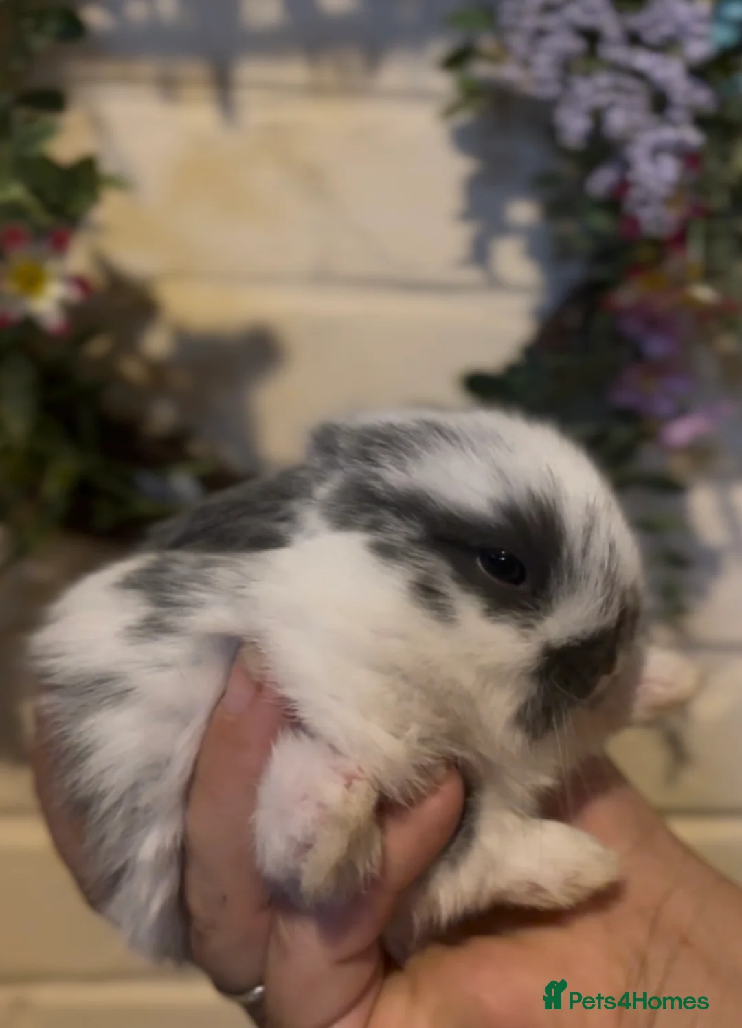 Mini Lop rabbits for sale: Mini lops  - Advert 4