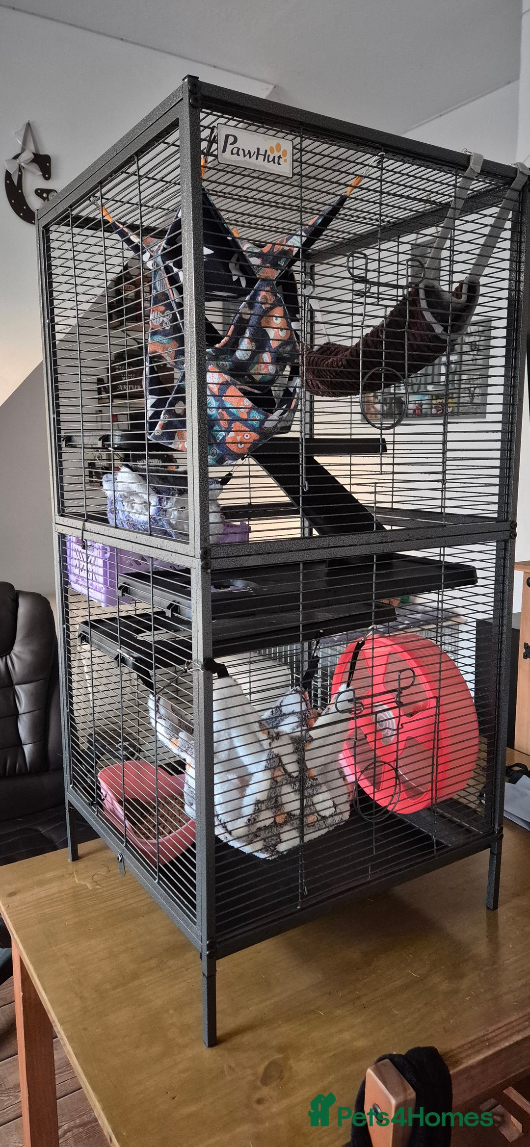 Rat rodents for sale: Pet rats with cage and accessories  - Advert 6