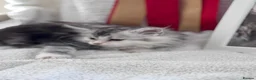 Maine Coon cats for sale: Gorgeous Pedigree Maine Coon Kittens GrCh Parents - Advert 7