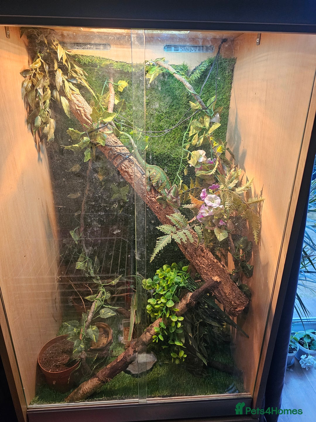 Chameleon reptiles for sale: Male yeman chameleon 7 months old + full set+extra - Advert 3
