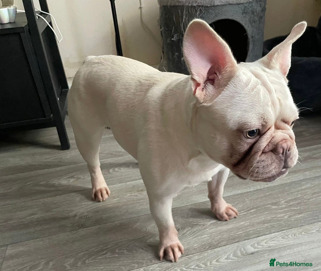 French Bulldog dogs for sale: Platinum Male French bulldog 22 months  - Image 14