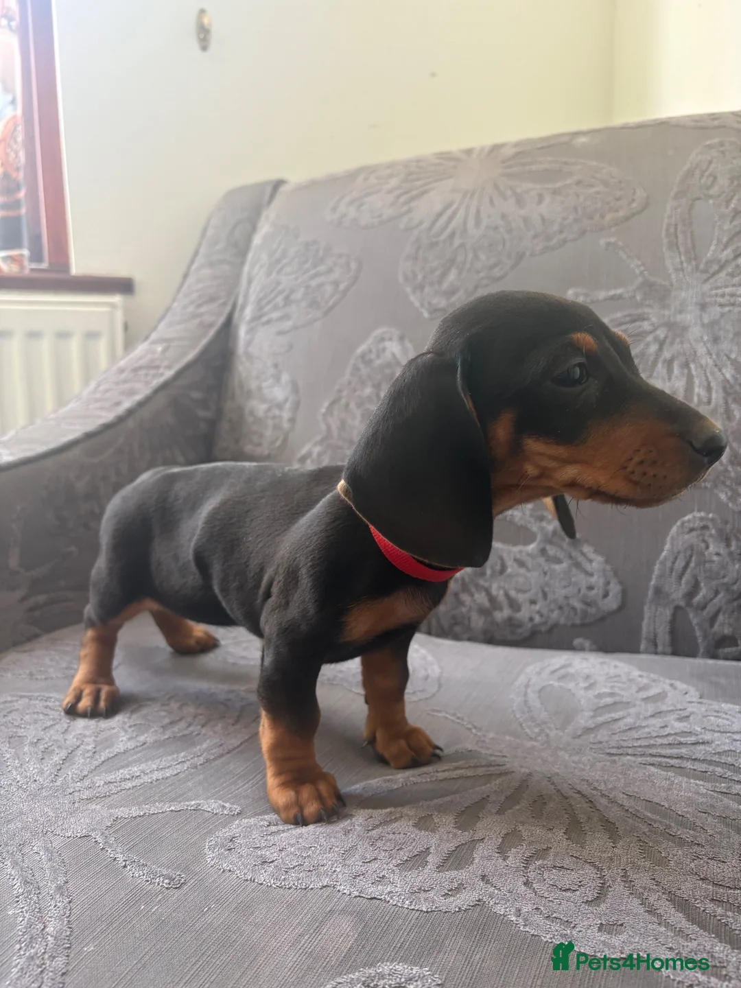 Dachshund dogs for sale: 6 Beautiful Dachshund Puppies 🐾🐶 - Advert 1