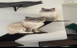 Ragdoll cats for sale: Baby Ragdolls  - Image 6