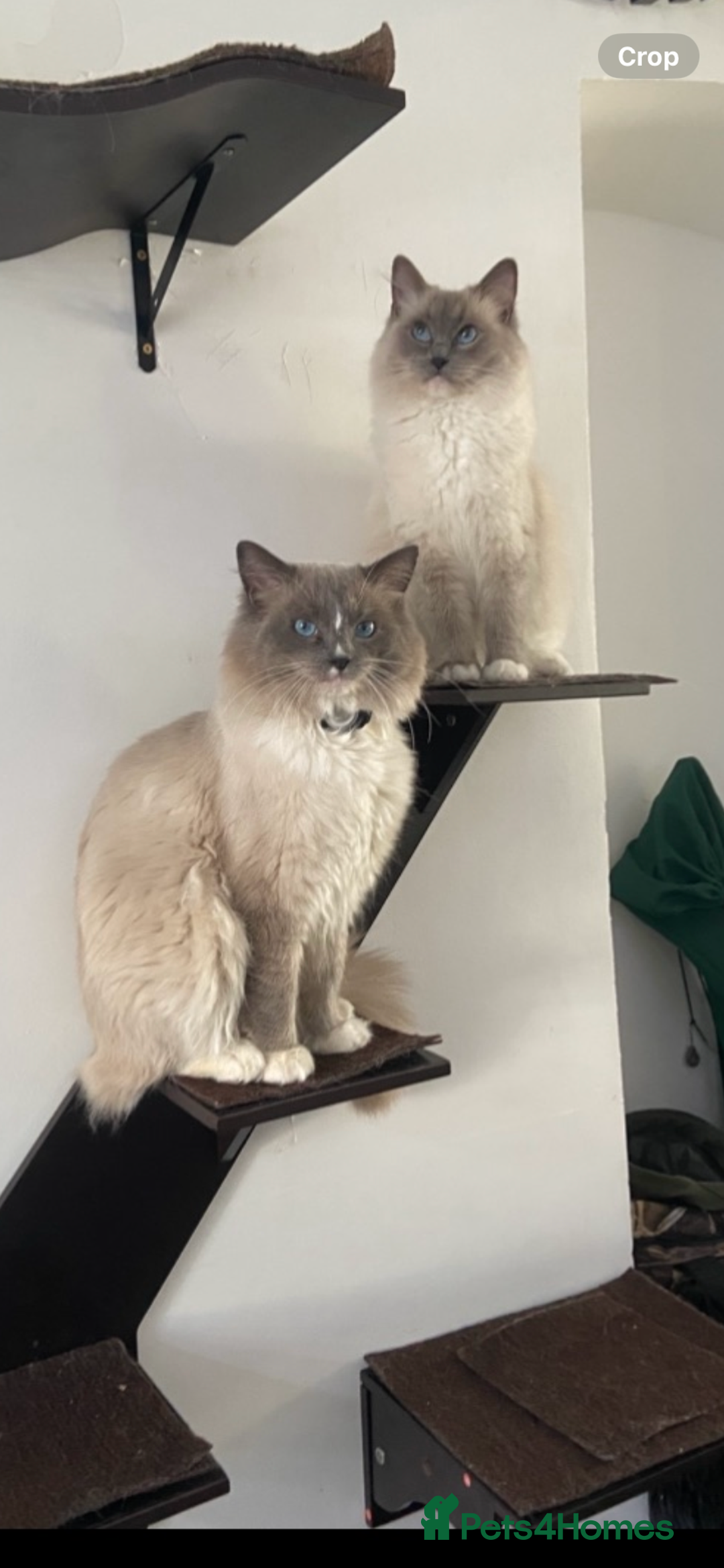 Ragdoll cats for sale: Baby Ragdolls  - Image 6