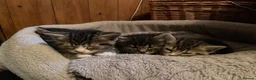 Mixed Breed cats for sale: 3 Litters of Loving and Playful Kittens  - Advert 20