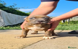 Mixed Breed dogs for sale: Ready 2 leave Quality StaffyXPocket American Bully in Stamford - Image 1