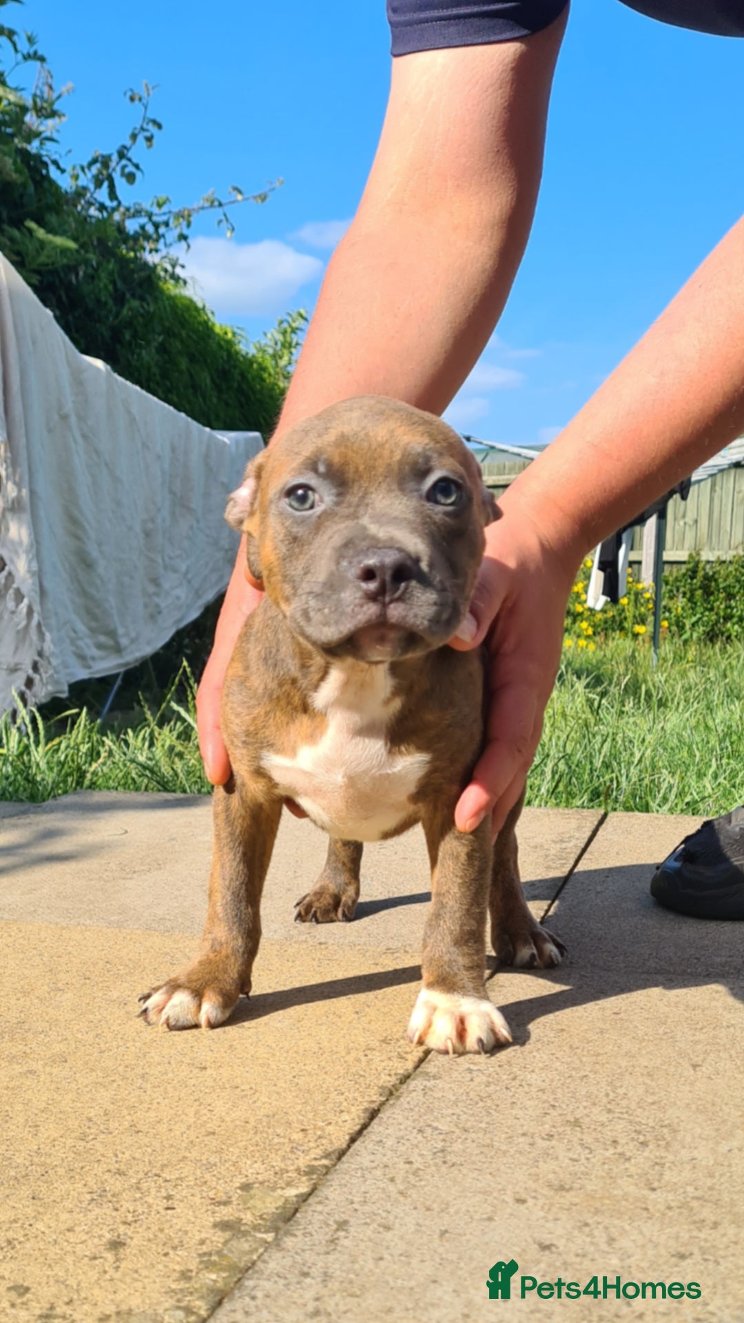 Mixed Breed dogs for sale: Ready 2 leave Quality StaffyXPocket American Bully in Stamford - Image 1