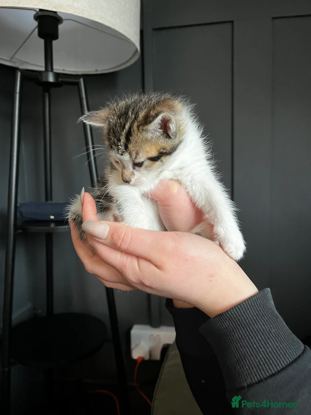 Mixed Breed cats for sale: 5 kitttens - Advert 6